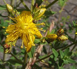 imperforate St John's-wort